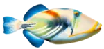 Sea Life Collector's Logo